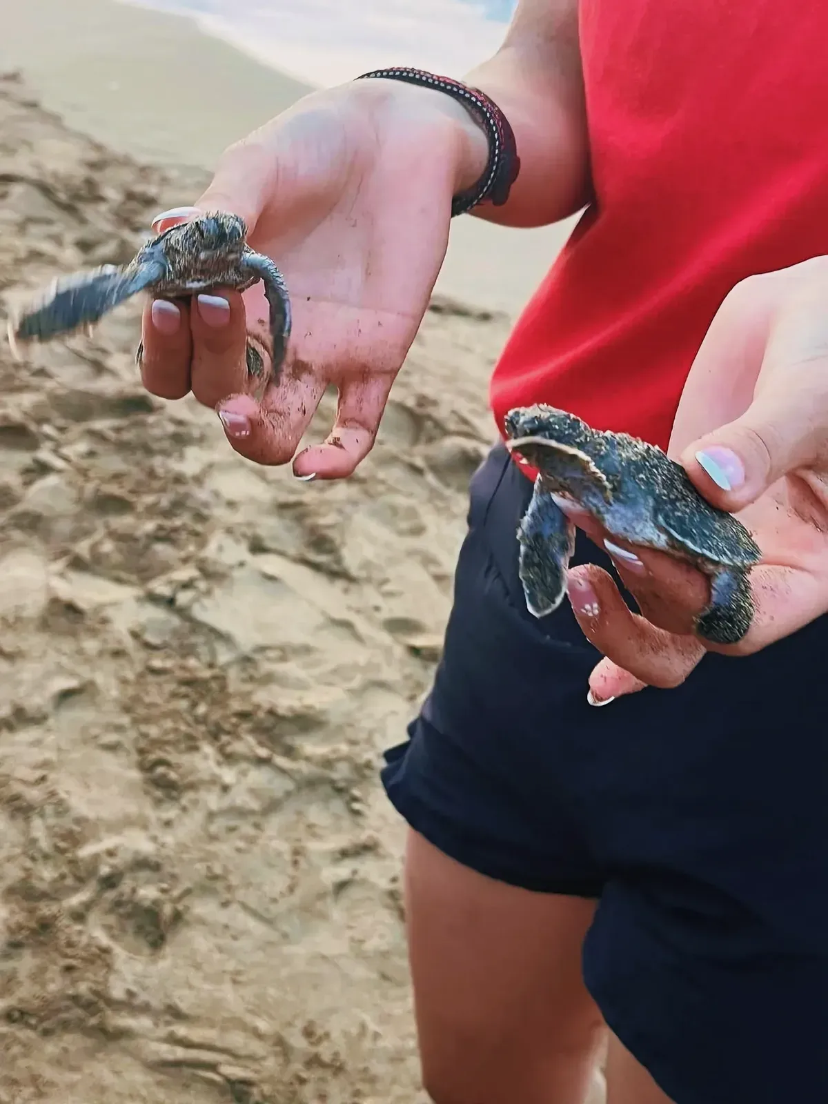 Person holding a baby turtle on a sandy beach