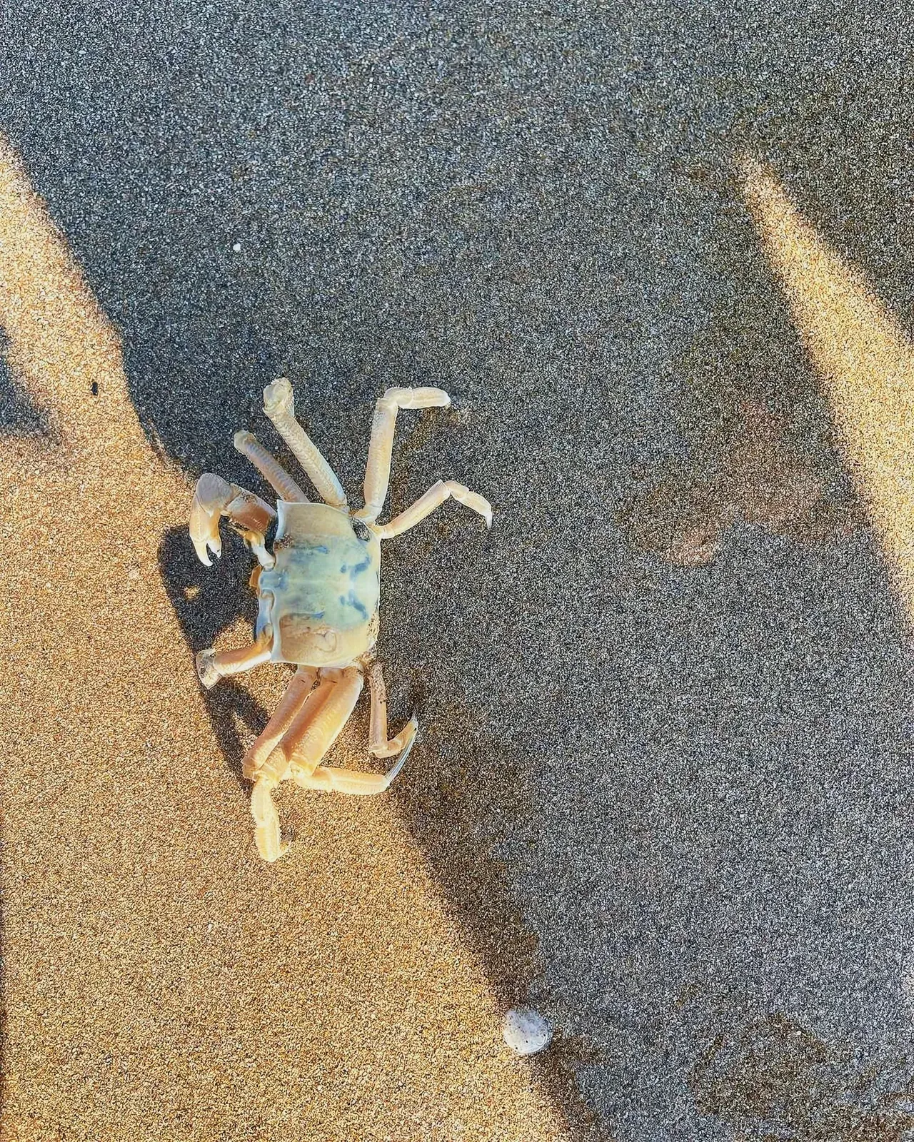 A sandy beach with a crab and an unidentified white object