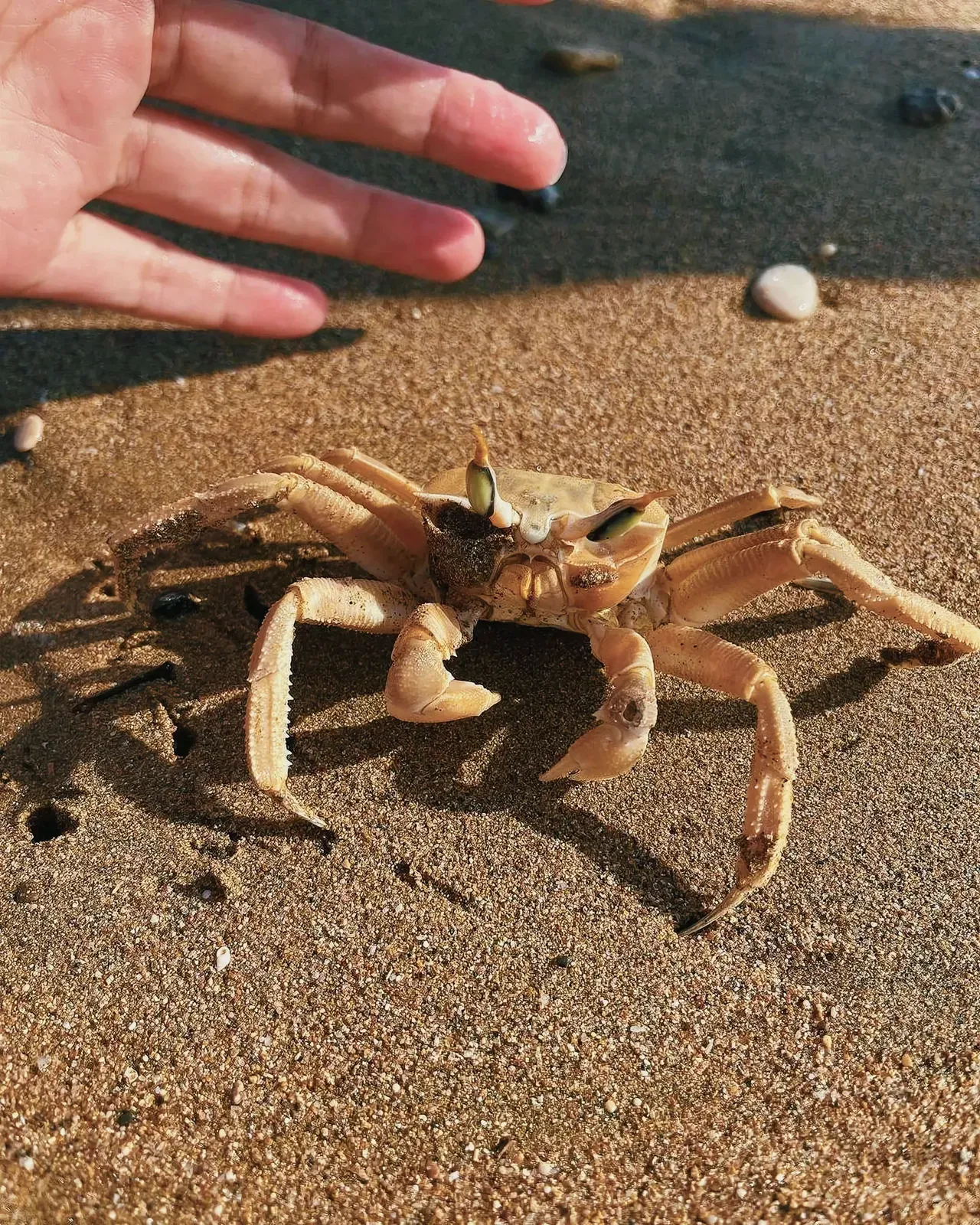 A crab resting on a sandy beach in Iskele, Northern Cyprus.