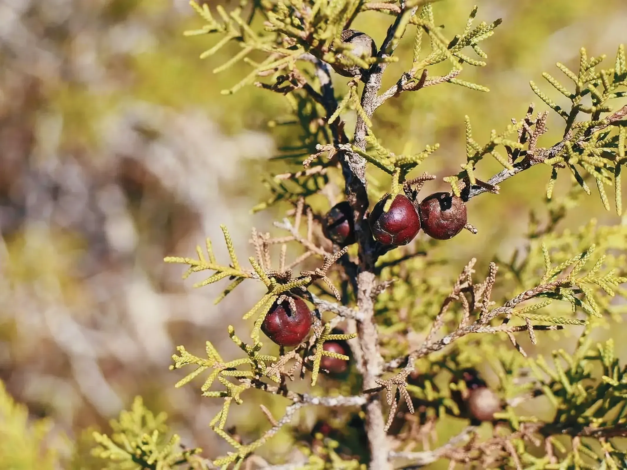 Fruit-bearing tree in the natural beauty of Akamas National Park.