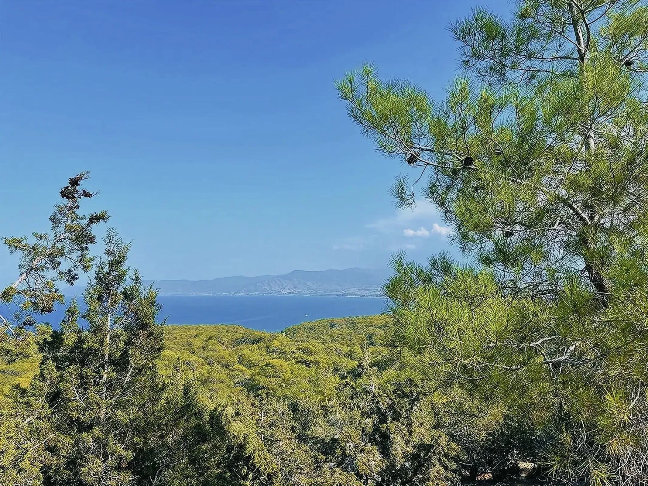Panoramic view of the lush green forest and ocean in Akamas National Park in Cyprus
